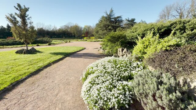 A pristine carpet of evergreen candytuft blooms beautifully along a gravel walkway under warm sunlight. The lush greenery and white petals inspire a serene, peaceful feeling of spring.