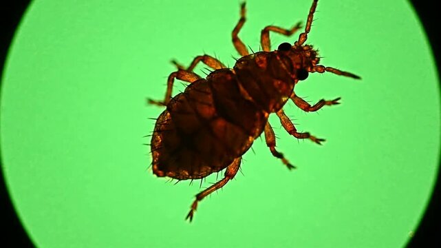 Close-Up Macro View Of A Flea In Motion Against A Bright Green Background For Educational And Scientific Use