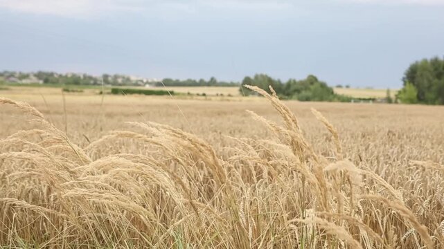 Lato zboże