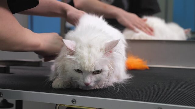 A lady is caring for a white cat, using a hairdryer to dry its fur. The cat's tail has been colored orange. This is a pet grooming establishment.