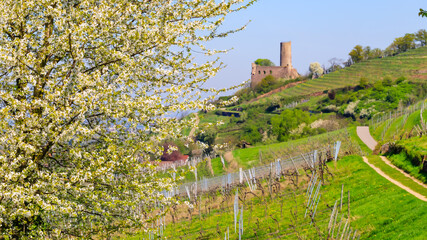 Spring blooms along the vineyard path with a castle in the background, highlighting nature's beauty in the countryside © Fleuronica
