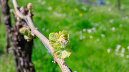Fototapeta premium New leaves grow on a vine in spring sunlight near a green field with flowers in the background