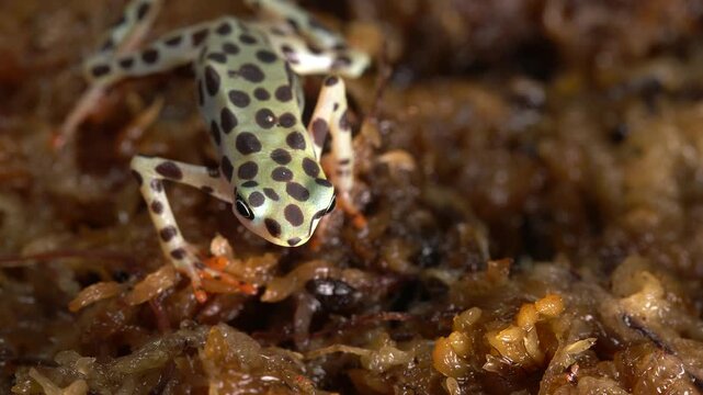 Rio Pescado Jambato Toad (Atelopus balios), Ecuador. Captive bred individuals of this critically endangered species feeding on fruit flies