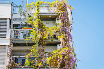 Obraz premium Vines cover a modern building in a city during a sunny day in spring