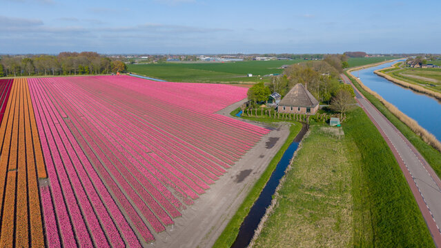 Aerial view of vibrant pink and orange tulip fields next to a traditional thatched-roof farmhouse and a long canal under a clear blue sky Netherlands.