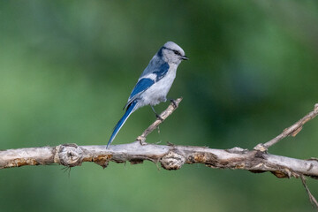 Fototapeta premium Azure Tit on dry branch profile view
