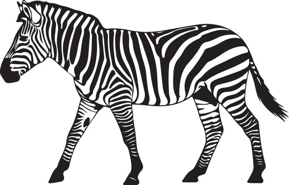 Black and white zebra walking left striped animal mammal