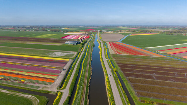 Aerial view of vibrant rows of blooming tulip fields in various colors separated by a long canal and a paved road Netherlands.