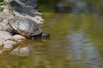 Naklejka premium Turtle drinking water in a pond with ripples and reflection on surface