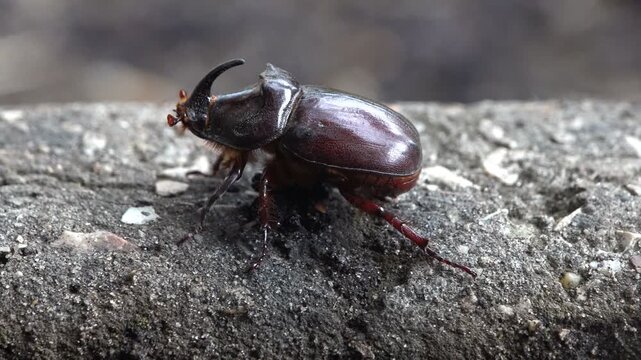 Macro of a European rhinoceros beetle crawling on a sandy surface, its curved horn and glossy chestnut shell sharp against a blurred background. Oryctes nasicornis. Detailed insect close-up