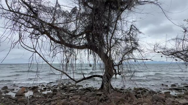 Leafless tree with some weavers nests on the shore of Lake Malawi. Nankoma Island, Malawi.