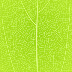 Obraz premium Leaf vein texture abstract background with close up plant leaf cells ornament texture pattern. Vector illustration of a green and white organic macro linear pattern of leaves and foliage in nature.