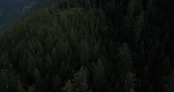 Aerial drone view of dense pine forest with tall trees forming dark green texture across mountain landscape in Dolomites near Lake Misurina under soft natural light