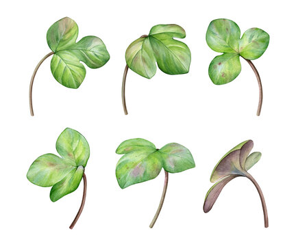 Watercolor set of spring green leaves. Hand-painted anemone hepatica, liverwort isolated on white background. Ideal for patterns, stationery, wedding design, packaging and branding.