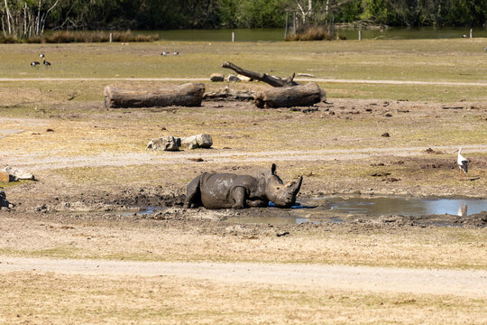 Rhinoceros lying in a muddy waterhole in a dry outdoor wildlife habitat. Wide wildlife scene showing natural wallowing behavior, open landscape and animals in the background.