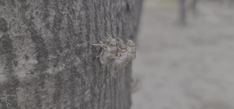 Close Up of Two Locusts Simultaneously Shedding Their Old Exoskeletons on a Textured Tree Bark