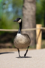 Fototapeta premium Canada goose walking on a paved path in a sunny outdoor park environment. Close-up wildlife portrait with soft background blur and natural green surroundings.