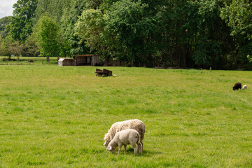 Fototapeta premium Sheep and lamb grazing on green meadow in sunny day, countryside landscape, white wool animals in grass field, natural light. 