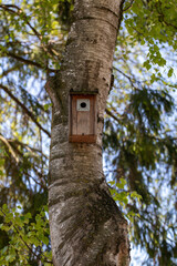 Fototapeta premium Wooden birdhouse mounted on a tree trunk in a green forest environment. Natural nesting box for birds surrounded by fresh leaves and soft background blur.