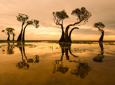 Walakiri Beach Iconic Dancing Mangrove Trees and Golden Sunset in East Sumba