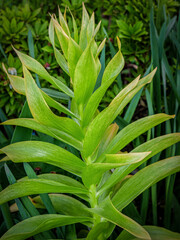 Obraz premium Rising green lily plant spring
