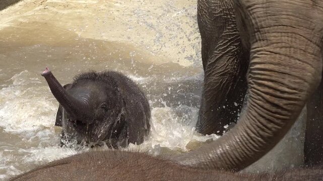 A baby elephant walking and playing in the water