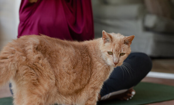 Ginger cat is standing on green yoga mat in living room, with gray sofa background