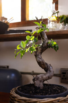 Bonsai tree sitting in pot wrapped in woven basket on wooden tabletop near sunlit window