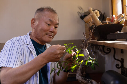 Senior Asian man tending bonsai at bench wearing striped shirt, wooden shelf tools nearby