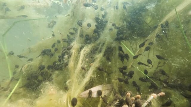 Underwater footage of common toad (Bufo bufo) tadpoles swimming among aquatic vegetation. Captured in natural light, showing movement in a calm freshwater habitat with plants and soft textures.