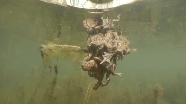 Underwater footage of common toads (Bufo bufo) mating in a dense cluster. Males cling to females in their natural habitat, captured in soft natural light with vegetation and murky water