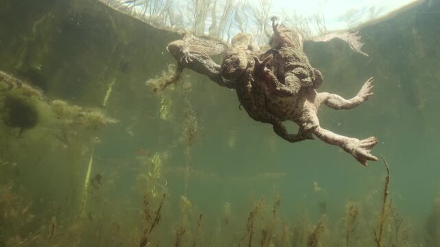 Underwater footage of common toads (Bufo bufo) mating in a dense cluster. Males cling to females in their natural habitat, captured in soft natural light with vegetation and murky water