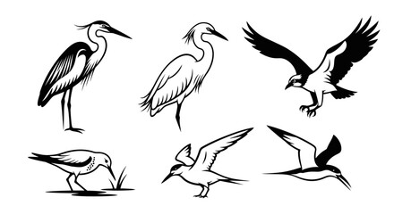 Fototapeta premium Diverse Bird Collection: Herons, Osprey, Sandpiper, Tern, Skimmer - Line Art