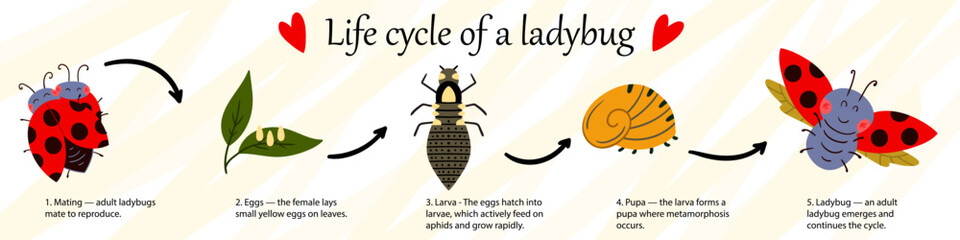 Educational infographic of the ladybug life cycle © bubushonok