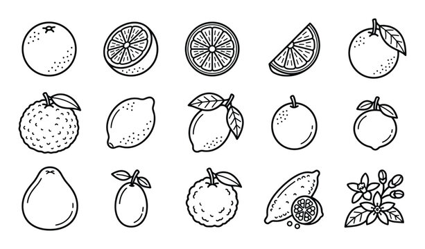 Various citrus fruit outline icons including whole oranges, lemons, limes, and slices