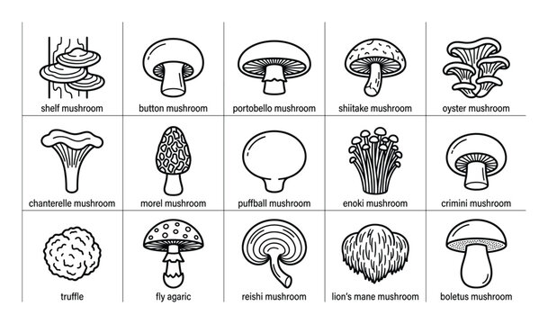 Collection of various mushroom types is depicted in a clean, minimalist black and white line art style