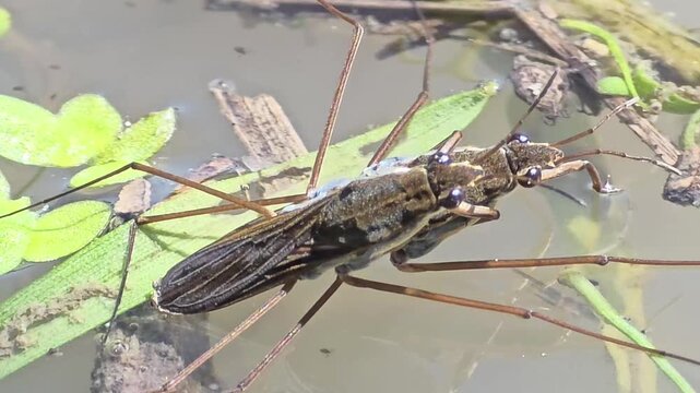 

Ultra Close-up of Mating Water Striders and Water Surface Tension #001
