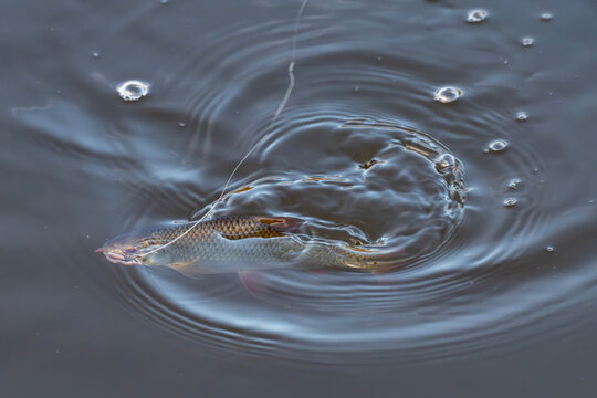 Common roach (Rutilus rutilus) hooked and being pulled from water surface in Venta river, Latvia. Ripples and tension capture active angling moment.
