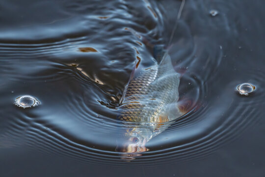 Common roach (Rutilus rutilus) hooked and being pulled from water surface in Venta river, Latvia. Ripples and tension capture active angling moment.
