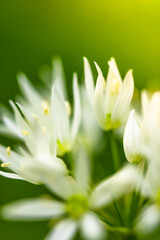 Fototapeta premium Extreme close up of blooming wild garlic flower with soft green blurred background. Detailed floral structure, fresh spring atmosphere and natural minimalistic composition.