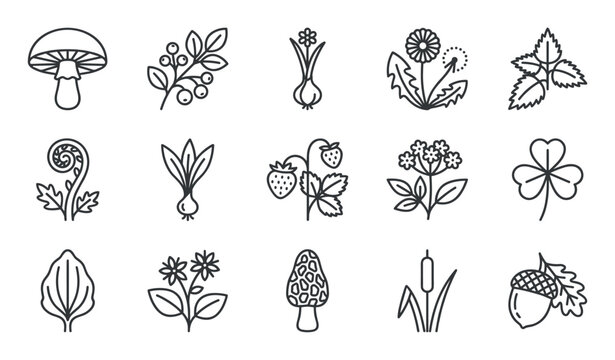 Collection of various outline wild plants and forest edibles icons