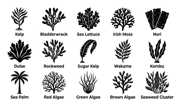 Various types of seaweed and algae are presented as black silhouette icons