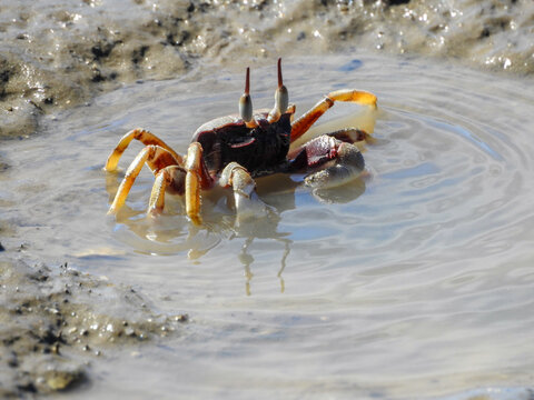 Ghost Crab in Pool