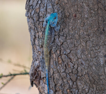 Acanthocercus atricollis, the black-necked agamid or southern tree agamid lizard in Kruger National Park - Kruger National Park South Africa