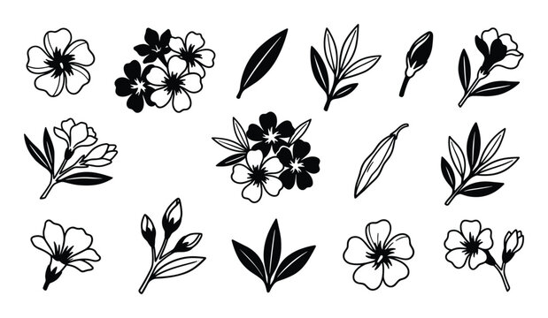 Collection of black and white oleander flowers, leaves, and buds in various stages of growth