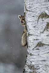 Hidden Procyon lotor Raccoon peeking from behind a birch trunk in snow © michal