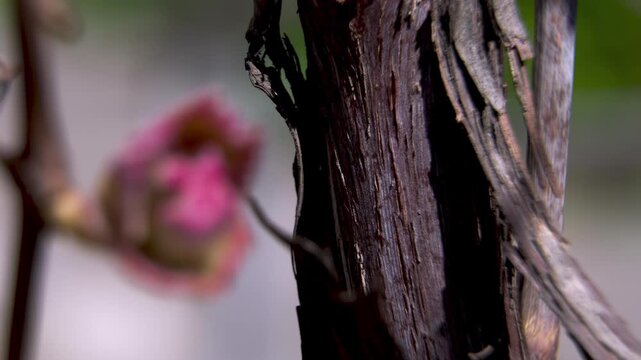 Grapevine (Vitis vinifera) Old Wood Bark and Rhytidome Texture with Blurred Emerging Bud on Background, Macro