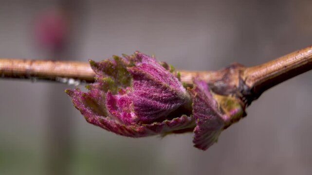 Grapevine (Vitis Vinifera) Bud Break and Emerging Young Pink Leaves with Anthocyanin Pigmentation: Macro Close-up Shot of Shoot Development in Spring Vineyard