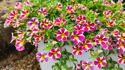 Fototapeta premium Petunia Candy blooms profusely in a white pot. It's popular climbing petunia variety. Calibrachoa is a climbing shrub with small, colorful flowers. The trumpet-shaped flowers are dark pink and yellow.