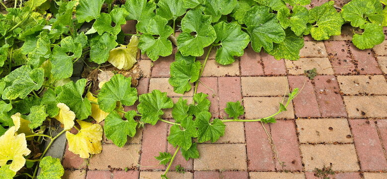 Benincasa hispida is a creeping vine with broad, hairy leaves. Winter melon currently spreading across the brick floor. Some leaves are beginning to turn yellow, possibly due to nutrient deficiencies.